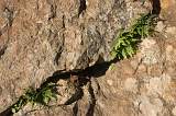  Ferns in a rock crevice, les Gorges d'Héric